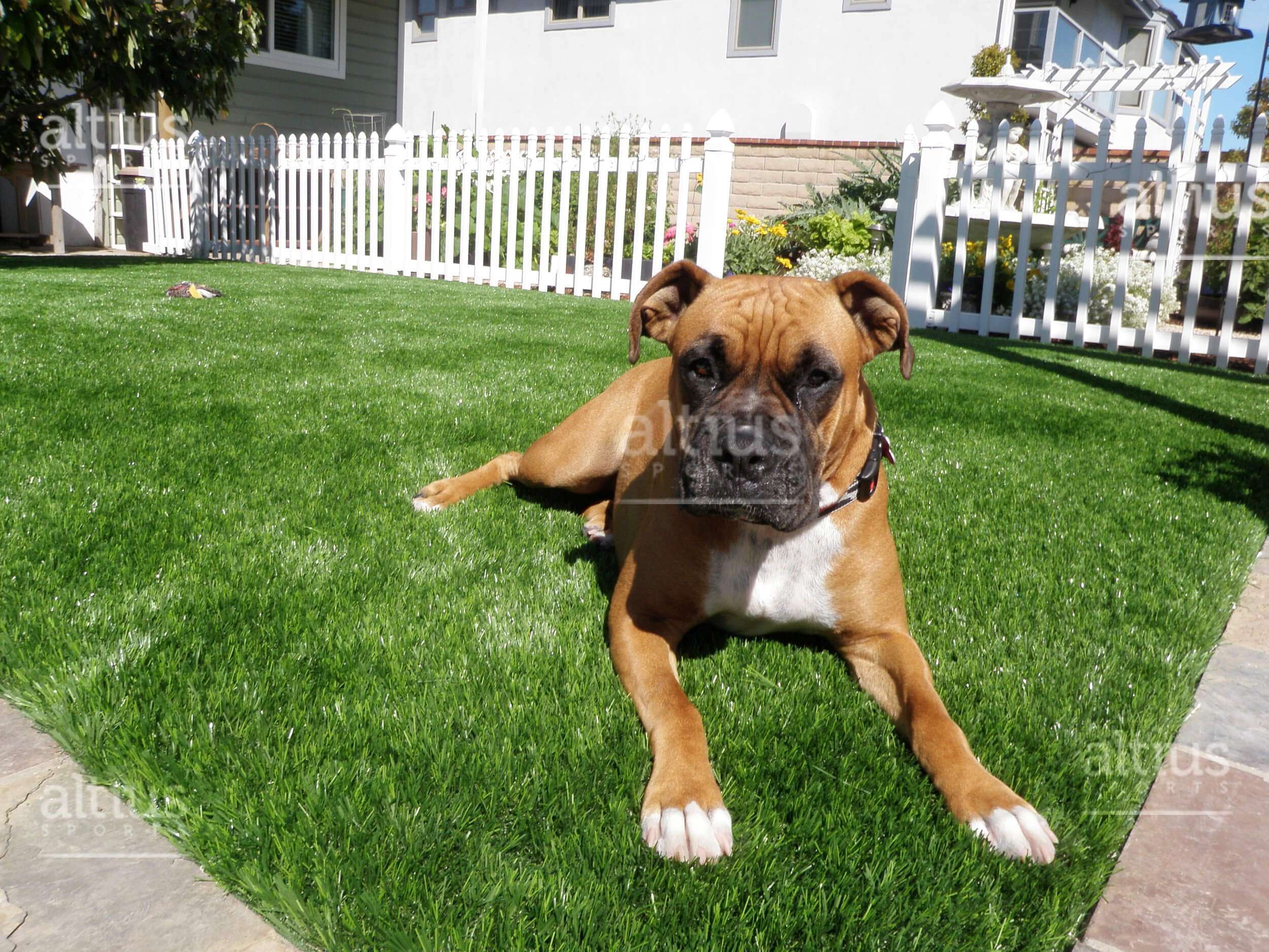 pet-loves-synthetic-grass